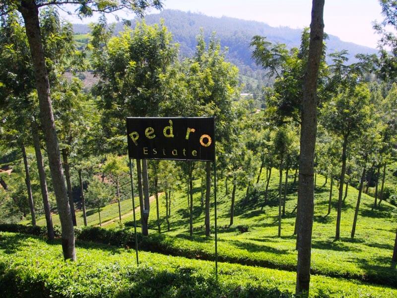Tea Plantation Nuwara Eliya