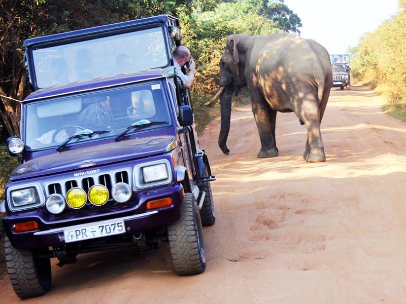 Yala National Park Elephant